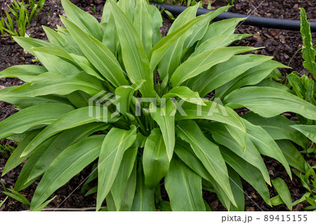 Green stems of Allium ursinum in the spring. Bear garlic. Medicinal plants in the garden 89415155