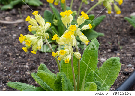 Yellow cowslip flower, Primula veris. Blooming spring flowers. 89415156