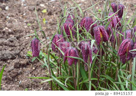 Flowering fritillaria in the spring garden, Fritillaria meleagris 89415157