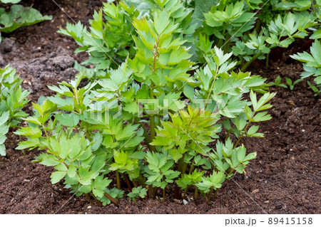 Spices and Herbs, Lovage plant (Levisticum officinale) growing in the garden. 89415158
