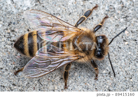 Bee or honey bee on the grey background 89415160