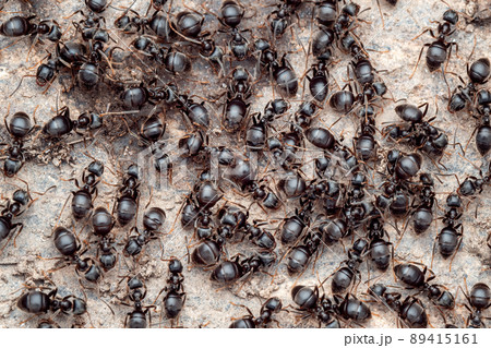 Close-up view of ants in an anthill 89415161