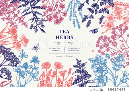Tea herbs hand drawn illustration design. Background with vintage chamomile, mint, chicory, etc. 89415423