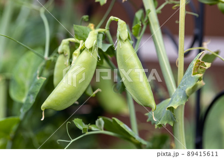 家庭菜園でできたスナップえんどうの実 89415611