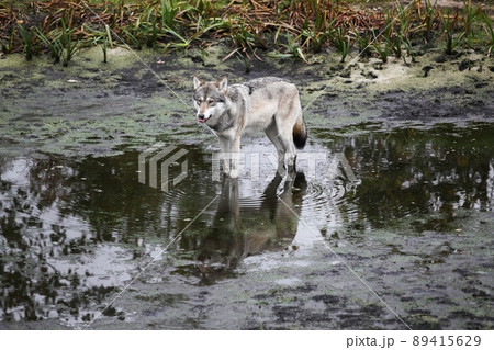 Wolf walking in the water 89415629