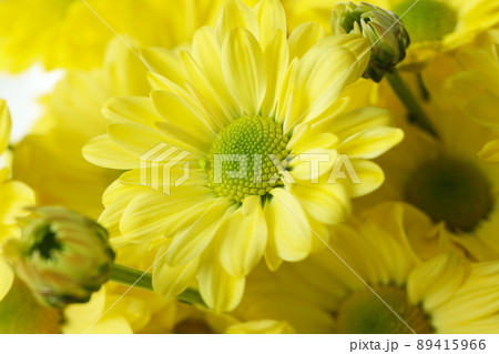 Yellow chrysanthemums all over background, close up 89415966