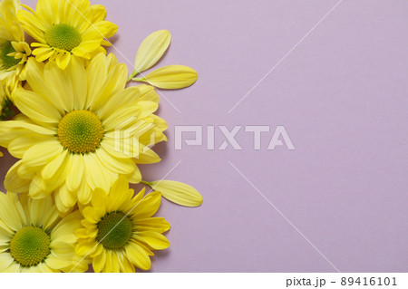 Yellow chrysanthemums on violet background, space for text Yellow chrysanthemums on violet background, space for text 89416101