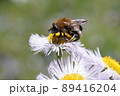 ハルジオンの蜜を吸うハナアブ 89416204