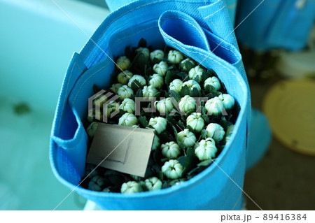 渥美の電照菊出荷作業 89416384