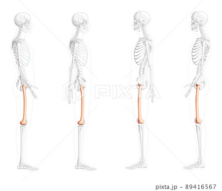 Skeleton femur thigh bone Human side view with partly transparent bones position. 3D Anatomically correct realistic  89416567