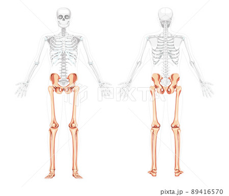 Lower limbs Skeleton front back view with side open arm partly transparent body position. Anatomically correct Human 89416570