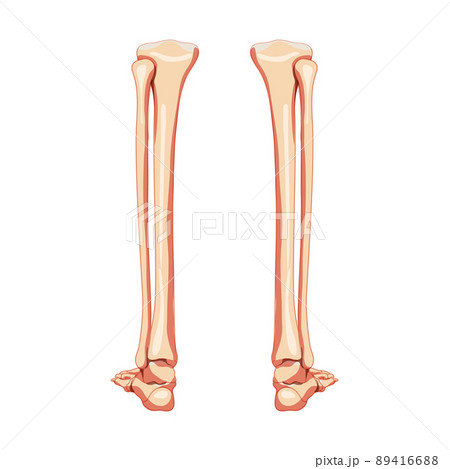 Leg tibia, fibula, Foot, ankle Skeleton Human back Posterior dorsal view. Set of Anatomically correct realistic flat Leg tibia, fibula, Foot, ankle Skeleton Human back Posterior dorsal view. Set of Anatomically correct realistic flat 89416688