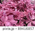 アジサイ 89416857