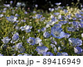 ネモフィラ 89416949