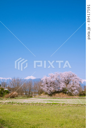 満開の桜と常念岳【安曇野市穂高】 満開の桜と常念岳【安曇野市穂高】 89417591