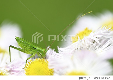 ヤブキリ(幼虫) ヤブキリ(幼虫) 89418352