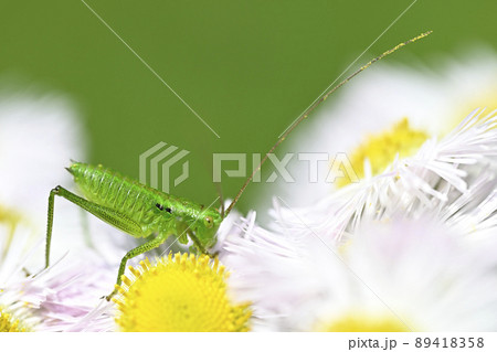 ヤブキリ(幼虫) ヤブキリ(幼虫) 89418358