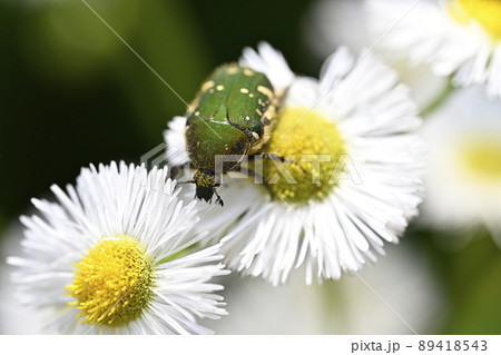 ハナムグリ 89418543