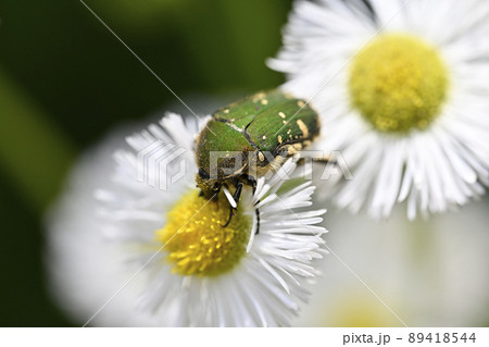 ハナムグリ 89418544