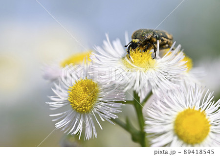 ハナムグリ 89418545