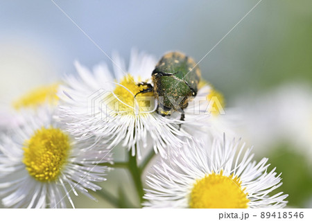 ハナムグリ 89418546