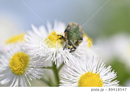 ハナムグリ 89418547