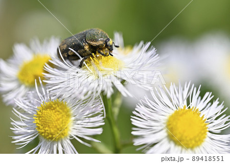 ハナムグリ 89418551