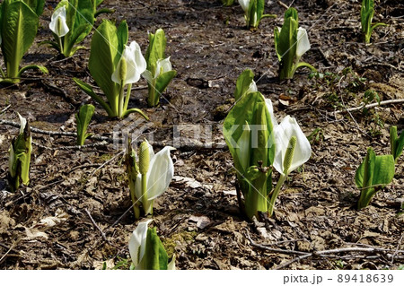 ミズバショウ 阿寒湖 森のこみちの湖畔の風景 北海道 道東 ミズバショウ 阿寒湖 森のこみちの湖畔の風景 北海道 道東 89418639