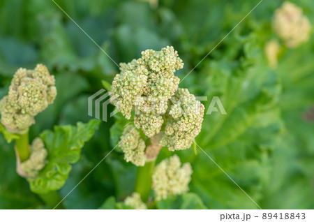 ルバーブの花 ルバーブの花 89418843