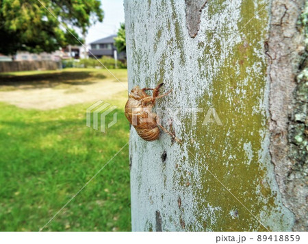 ユーカリとセミの抜殻 89418859