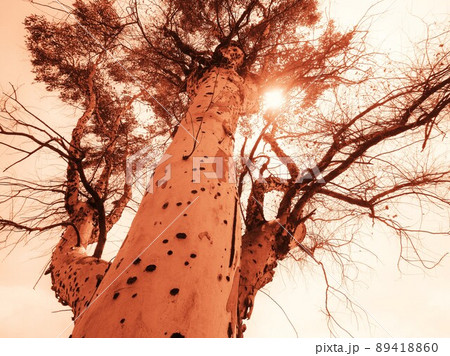 逆光のユーカリ 89418860