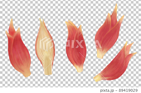 Hand-painted myoga illustration Hand-painted myoga illustration 89419029