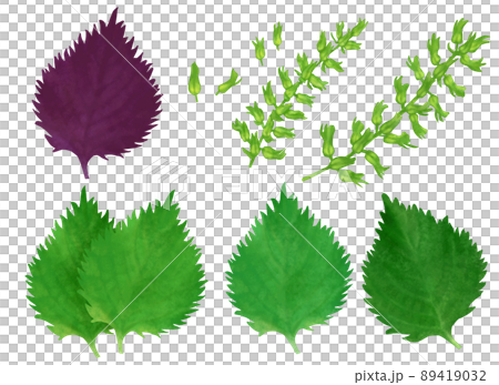 Hand-painted shiso illustration 89419032