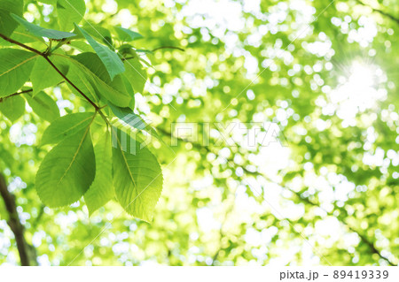 新緑と木漏れ日 89419339