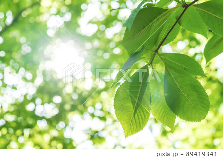 新緑と木漏れ日 89419341