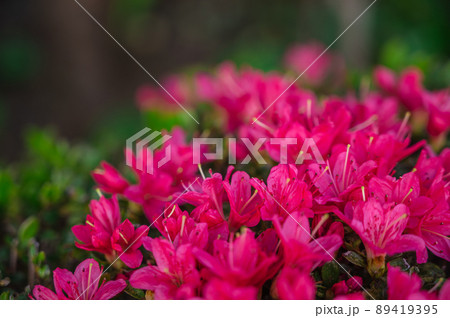 春の花　ツツジ 89419395