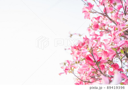 ハナミズキの花 ハナミズキの花 89419396