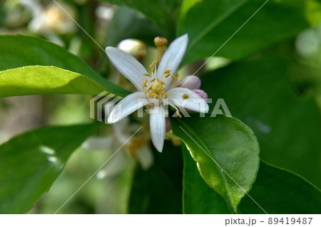 レモンの花 89419487