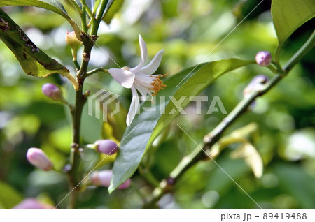 レモンの花 89419488