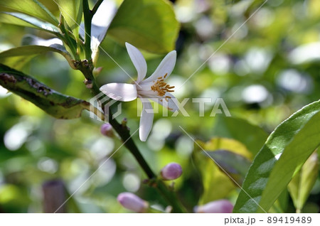 レモンの花 レモンの花 89419489
