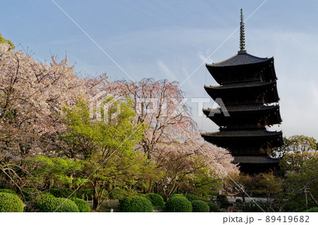 京都東寺の五重塔と満開の桜 京都東寺の五重塔と満開の桜 89419682