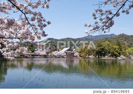 京都大沢池と満開の桜から大覚寺の五大堂を望む 89419695