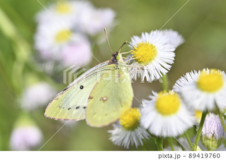 モンキチョウ 89419760