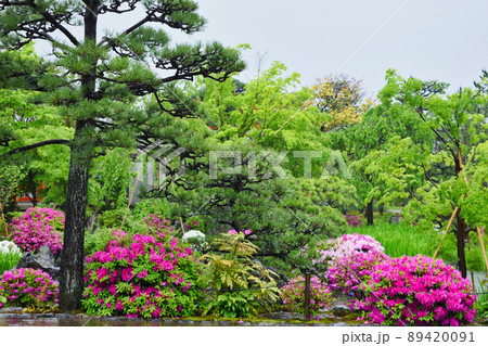 京都 雨の三十三間堂の美しい庭園 89420091
