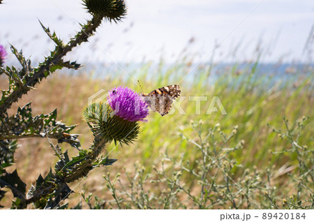A butterfly on a thistle flower. Front view. 89420184
