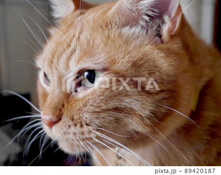 真剣な顔のちゃとら猫 89420187