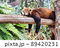 木の上でくたびれているレッサーパンダ 89420231