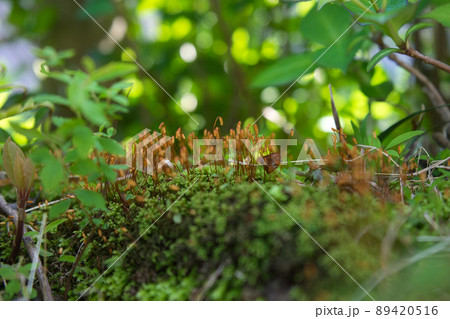 里山に見つけた苔の胞子体のコロニー 89420516
