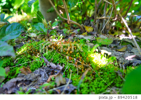 里山に見つけた苔の胞子体のコロニー 89420518