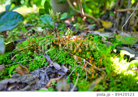 里山に見つけた苔の胞子体のコロニー 89420523